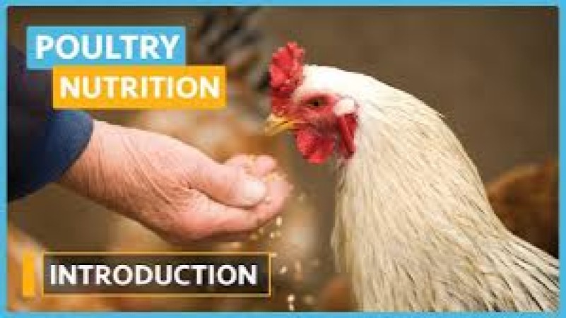 Specialized Poultry Nutrition Training Course
