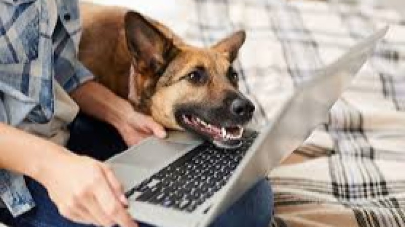Telemedicine Tools in Animal Health Training Course