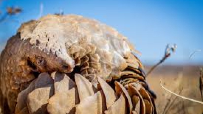 The Illegal Wildlife Trade and CITES Training Course