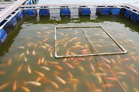 Training Course on Aquaculture and Advanced Fish Farming Technologies