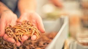 Training Course on Alternative Protein Production (e.g., Insect Farming, Plant-Based)