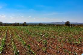 Training Course on Climate-Resistant Crop Variety Selection and Breeding