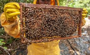 Training Course on Commercial Beekeeping and Apiary Management
