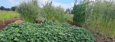 Training Course on Cover Crop Selection and Management for Different Agro-Ecologies