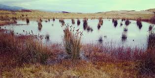 Environmental Crime and Green Criminology Training Course