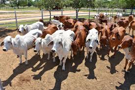 Training Course on Feedlot Management and Efficiency