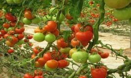 Training Course on Horticultural Production and Marketing