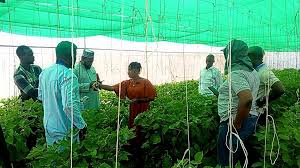 Training Course on Hydroponics and Aeroponics Systems Design and Operation