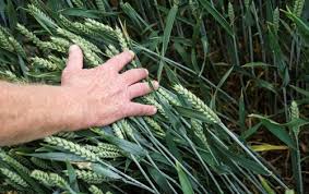 Training Course on Integrated Pest Management (IPM) for Arable and Horticultural Crops