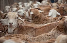 Training Course on Intensive Livestock Farming: Challenges and Solutions