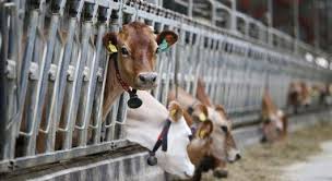 Training Course on Livestock Disease Diagnostics, Prevention and Epidemiology