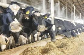 Training Course on Managing Heat Stress in Livestock Production