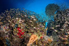 Training Course on MPA Management