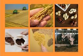 Training Course on Mycotoxin Management and Food Safety in Grain Production
