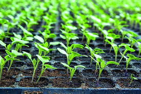 Training Course on Nursery Management for Quality Seedlings