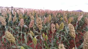 Training Course on Plant Genetics, Breeding, and Biotechnology for Crop Improvement