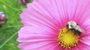 Training Course on Pollination Management for Crop Productivity