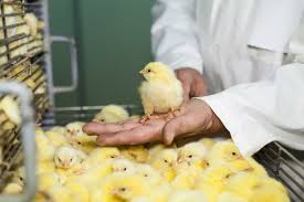 Training Course on Poultry Vaccination Programs and Disease Surveillance