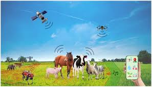 Training Course on Precision Livestock Farming (PLF) using Sensors and AI