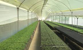 Training Course on Protected Cultivation (Greenhouse) Technology and Management