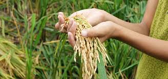 Training Course on Strategic Agribusiness Management and Global Competitiveness