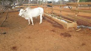 Training Course on Sustainable Beef and Small Ruminant Production Systems