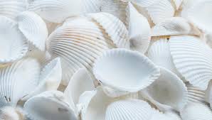 Training Course on Web Shell Detection and Analysis