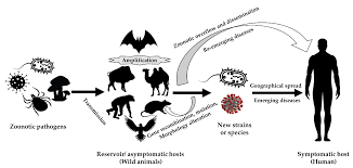 Training course  on Zoonotic Diseases: Understanding and Preventing Animal-to-Human Transmission
