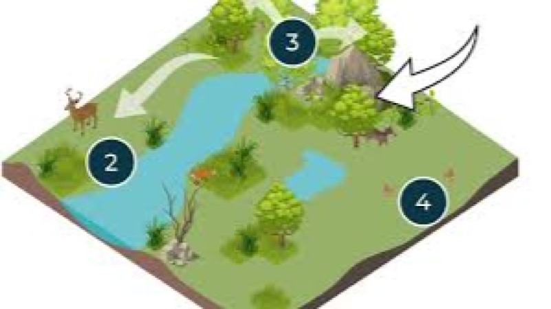 Trophic Cascade Dynamics and Ecosystem Health Training Course