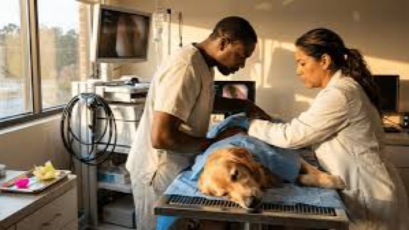 Veterinary Endoscopy Techniques Training Course