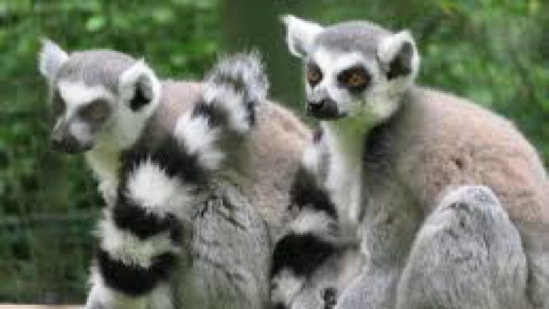 Wildlife Behaviour Studies Training Course