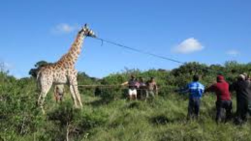 Wildlife Capture Techniques Training Course