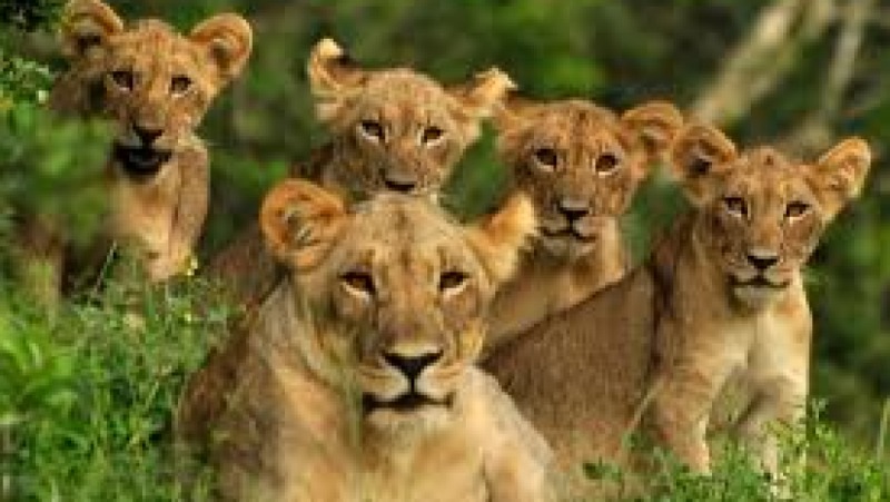 Wildlife Population Monitoring and Research Training Course