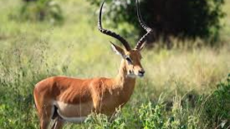 Wildlife Public Awareness & Education Training Course